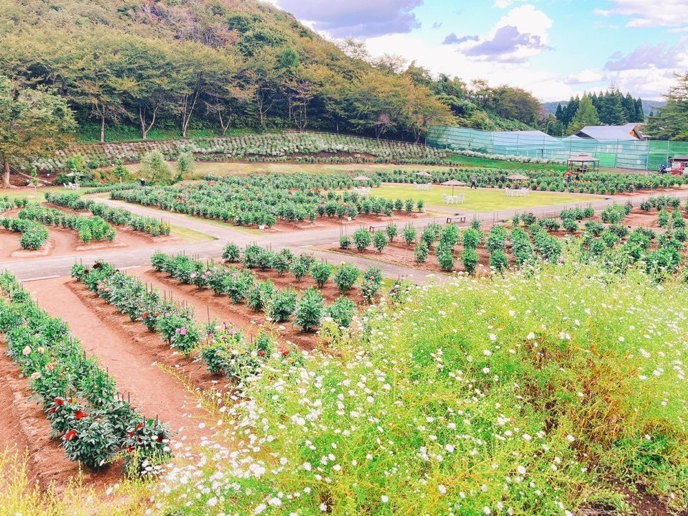 猫なぎ。さんが投稿した秋田国際ダリア園に関する口コミの画像