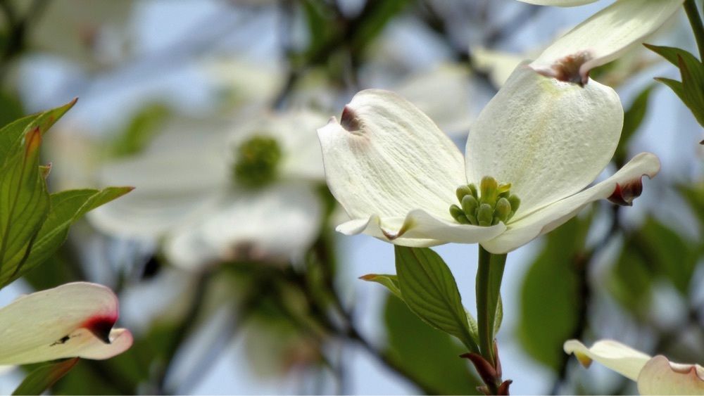 花❁⃘華  さんが投稿した砥部衝上断層に関する口コミの画像