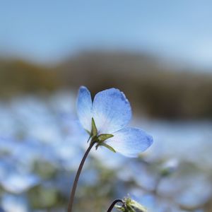 花フェスタ記念公園