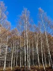 蓼科第二牧場