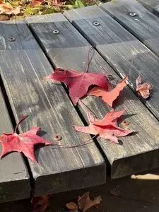 空の駅 風和里しばやま