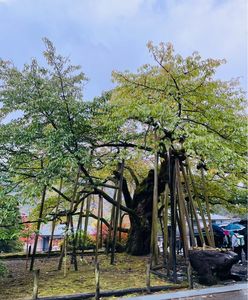 輪王寺の金剛桜 3枚目