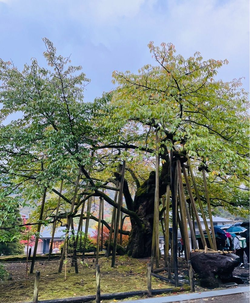 みーなさんが投稿した輪王寺の金剛桜に関する口コミの画像