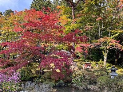 輪王寺の金剛桜 8枚目