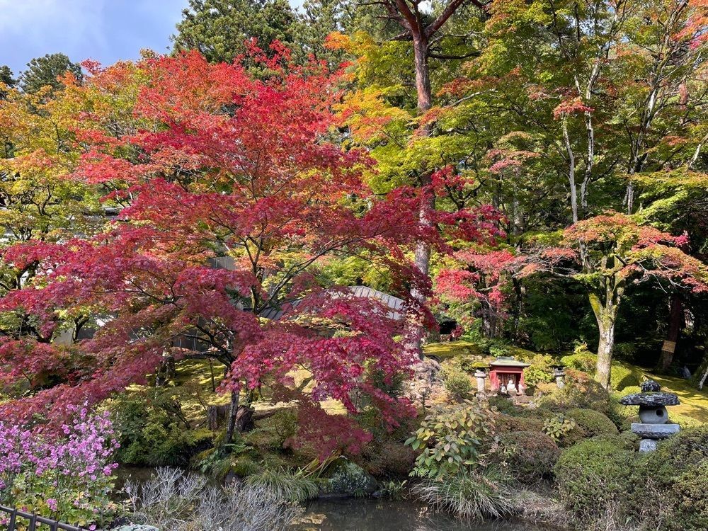 みーなさんが投稿した輪王寺の金剛桜に関する口コミの画像