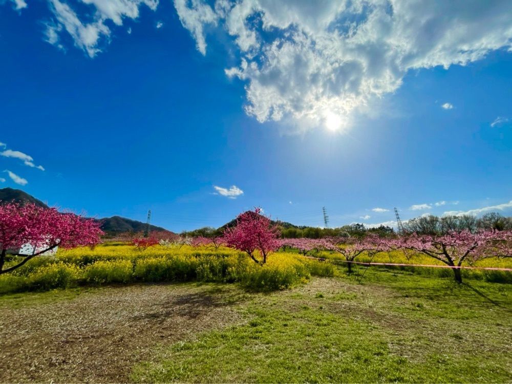 yokomanさんが投稿した御坂町の桃の花に関する口コミの画像