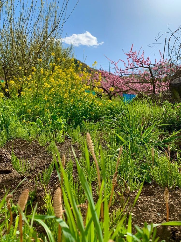 yokomanさんが投稿した御坂町の桃の花に関する口コミの画像