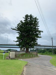 安達ヶ原の「黒塚」 1枚目