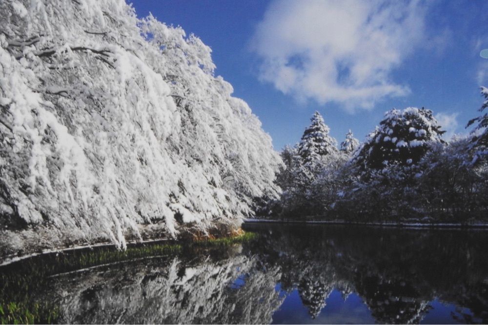 junkunさんが投稿した雲場池に関する口コミの画像