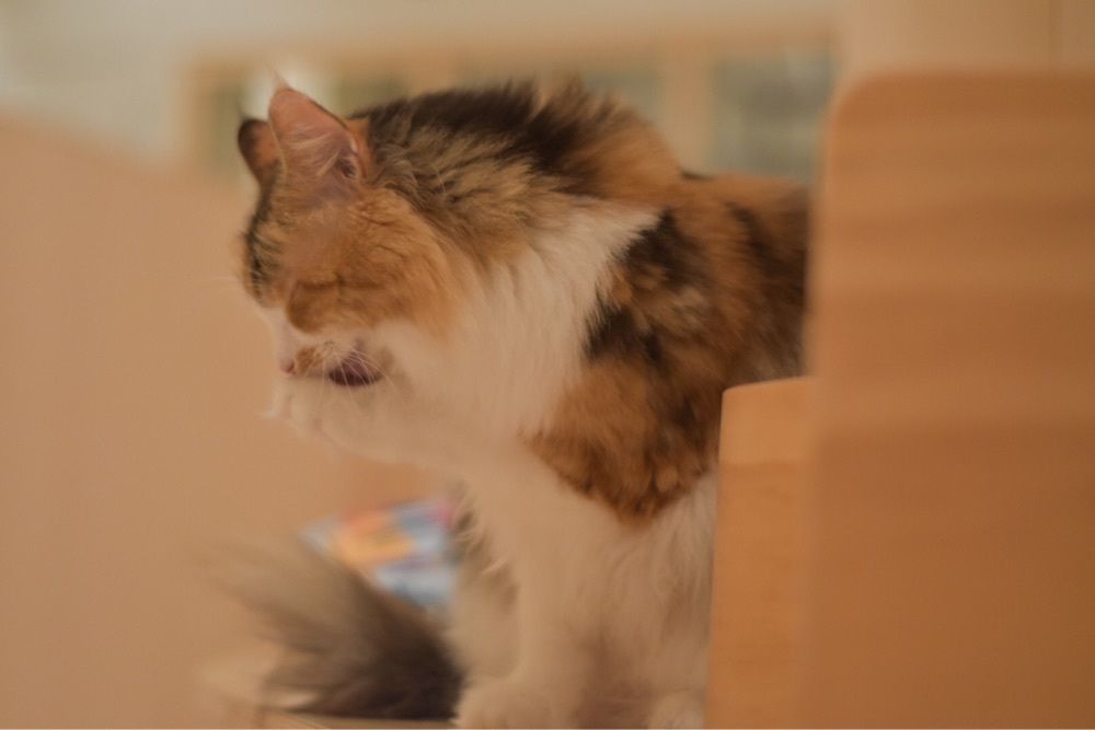 sola.さんが投稿したモフ アニマルカフェ 名古屋PARCO店（Moff animal cafe）に関する口コミの画像