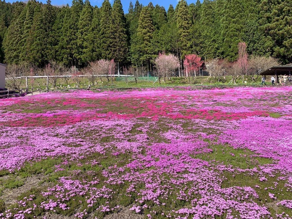 のりさん  さんが投稿した国田家の芝桜に関する口コミの画像