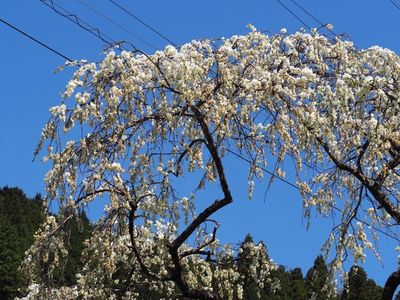 小原四季桜 2枚目