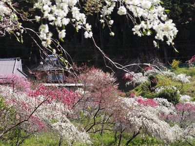 小原四季桜 3枚目