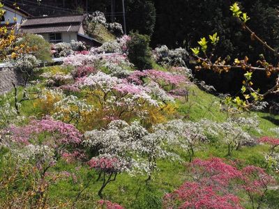 小原四季桜 4枚目