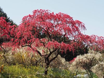 小原四季桜 5枚目