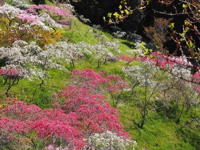 小原四季桜 6枚目