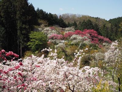 小原四季桜 7枚目
