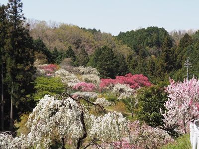 小原四季桜 8枚目