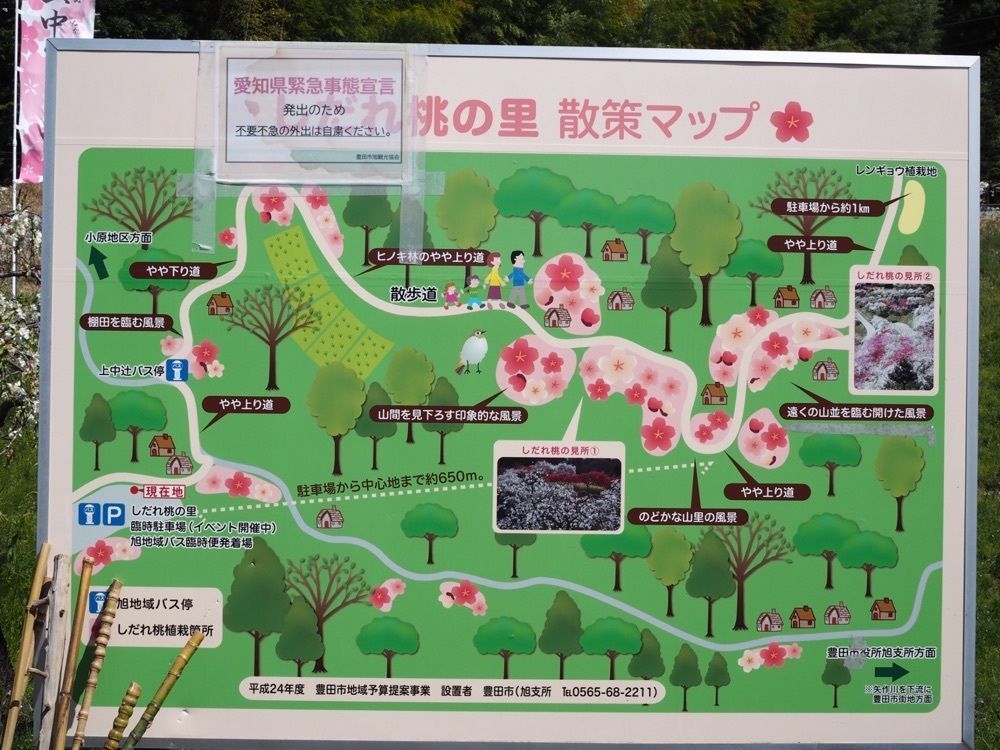 なおなおさんが投稿した小原四季桜に関する口コミの画像