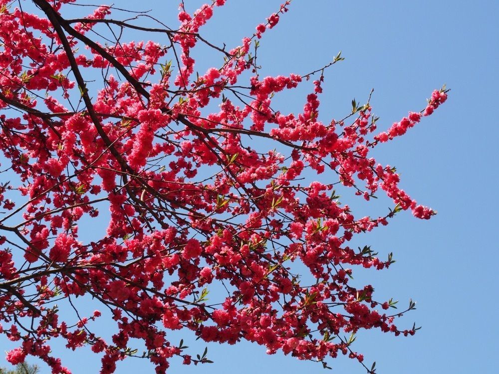 なおなおさんが投稿した小原四季桜に関する口コミの画像