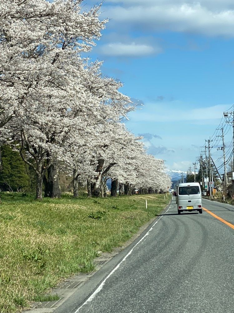 かめ_メグミさんが投稿した蛭沢川堤の桜に関する口コミの画像