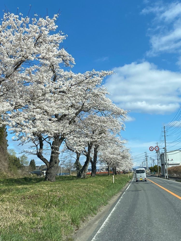 かめ_メグミさんが投稿した蛭沢川堤の桜に関する口コミの画像