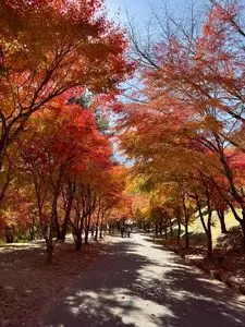 もみじ湖もみじのトンネル