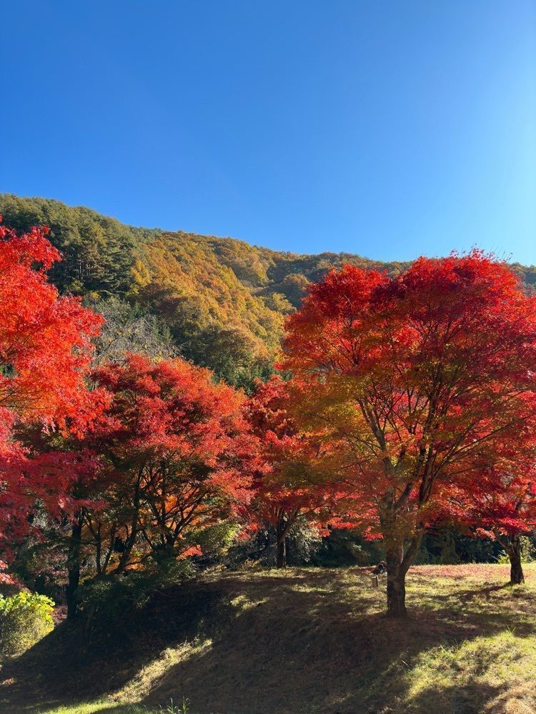 からっ風②さんが投稿したもみじ湖もみじのトンネルに関する口コミの画像