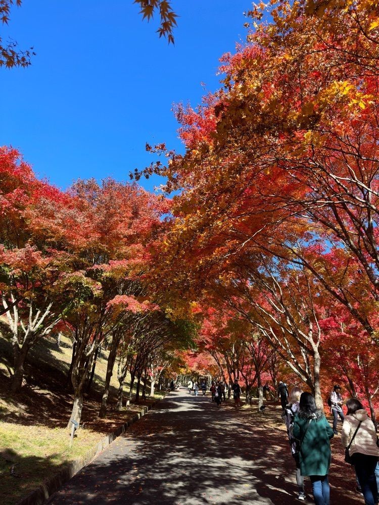 からっ風②さんが投稿したもみじ湖もみじのトンネルに関する口コミの画像