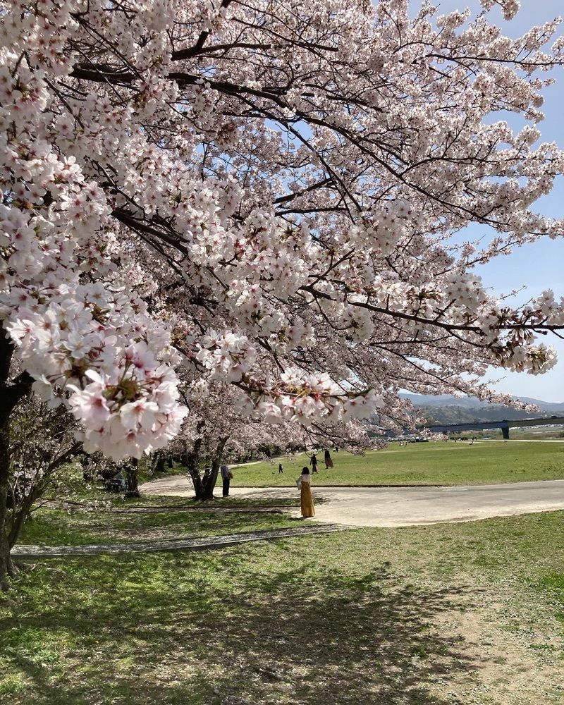 realcocoさんが投稿した宮川堤に関する口コミの画像