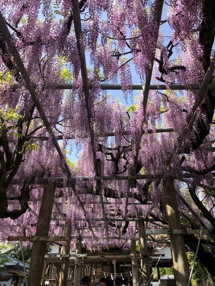 天邪鬼さんが投稿した山田日吉神社に関する口コミの画像