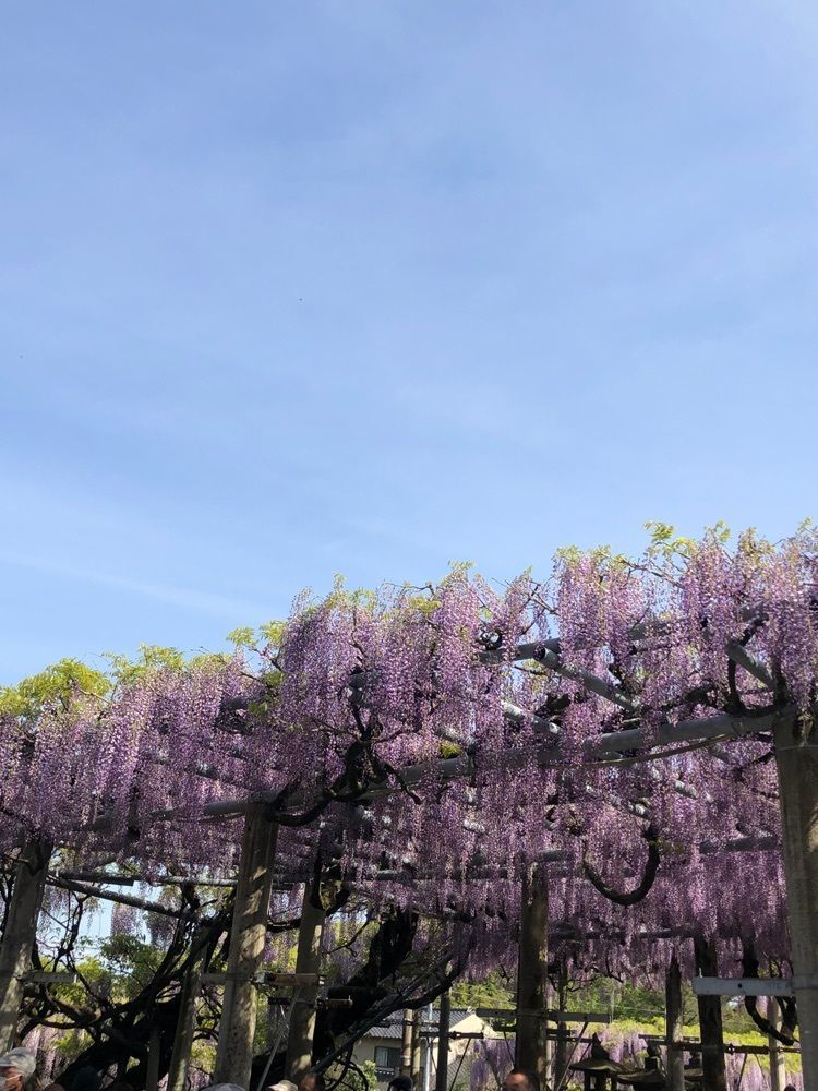 天邪鬼さんが投稿した山田日吉神社に関する口コミの画像