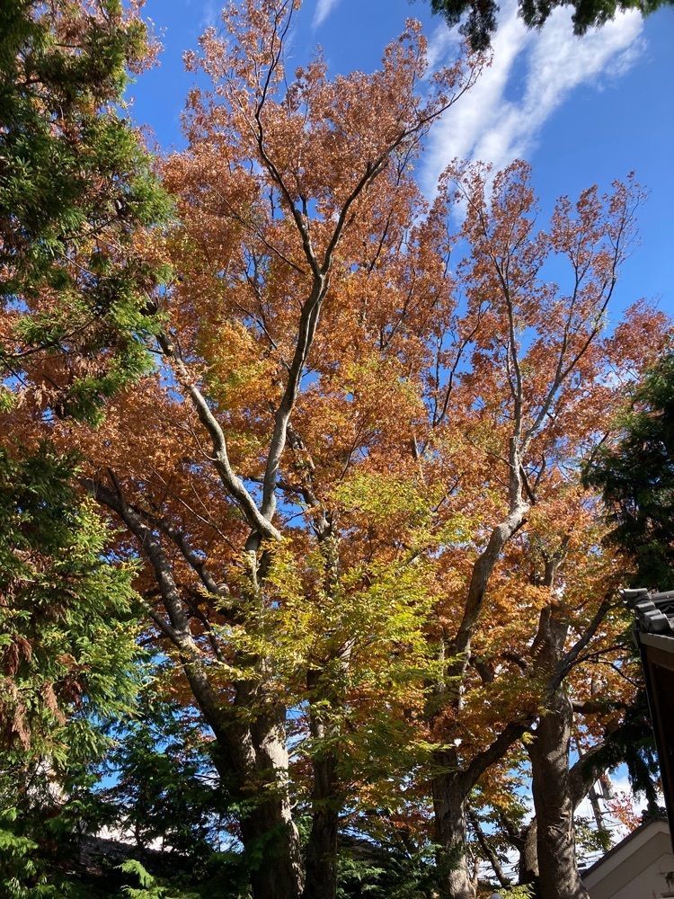 Howl Monさんが投稿した城山公園展望台に関する口コミの画像