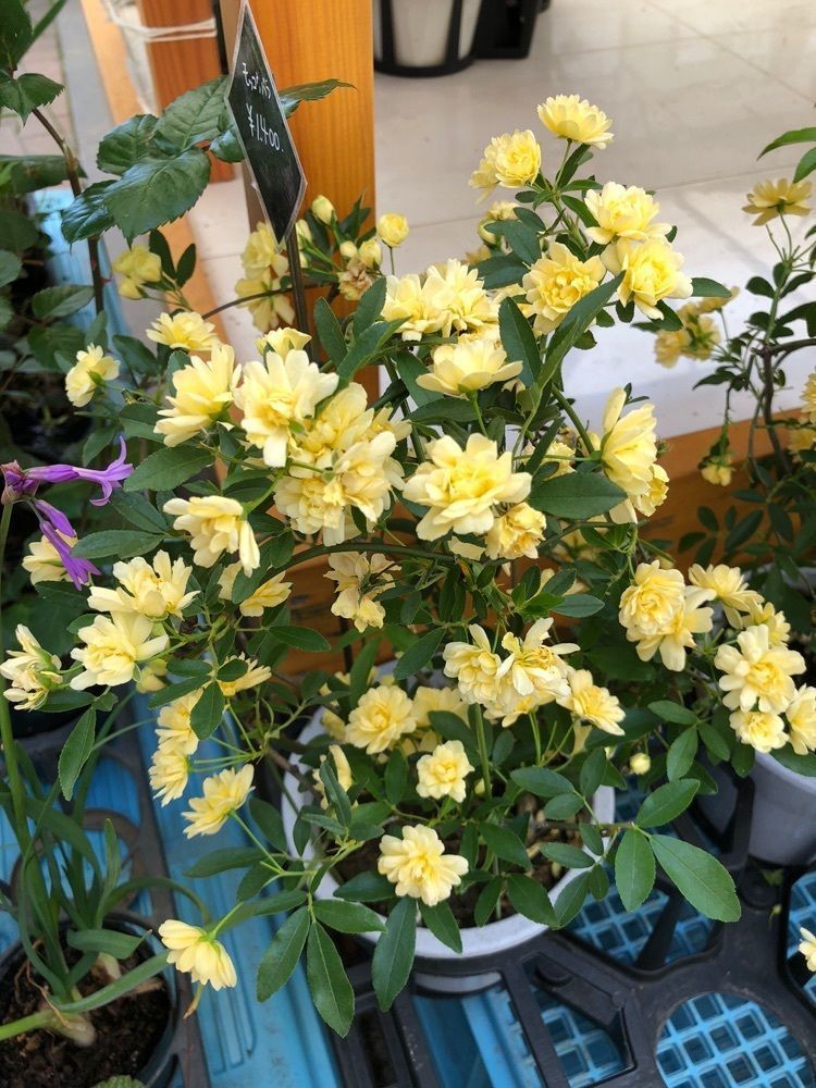 花❁⃘華  さんが投稿した町家に関する口コミの画像