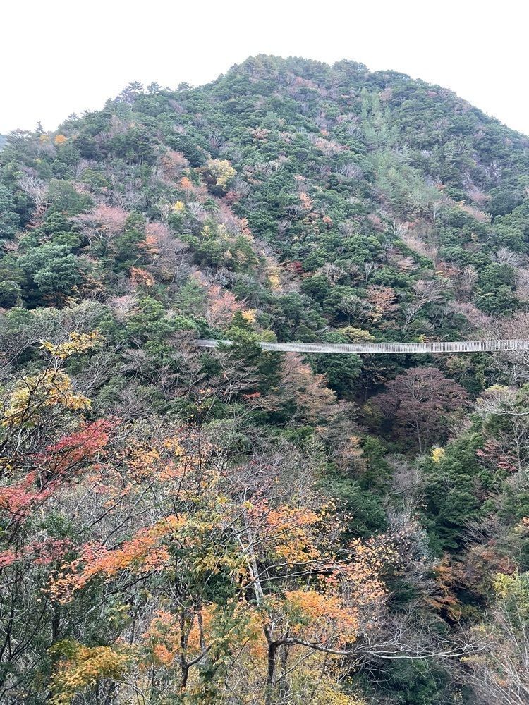 luckyさんが投稿した梅の木轟の吊り橋に関する口コミの画像