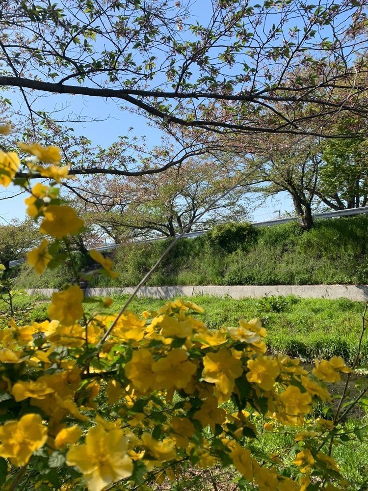 blossom&C7の画像