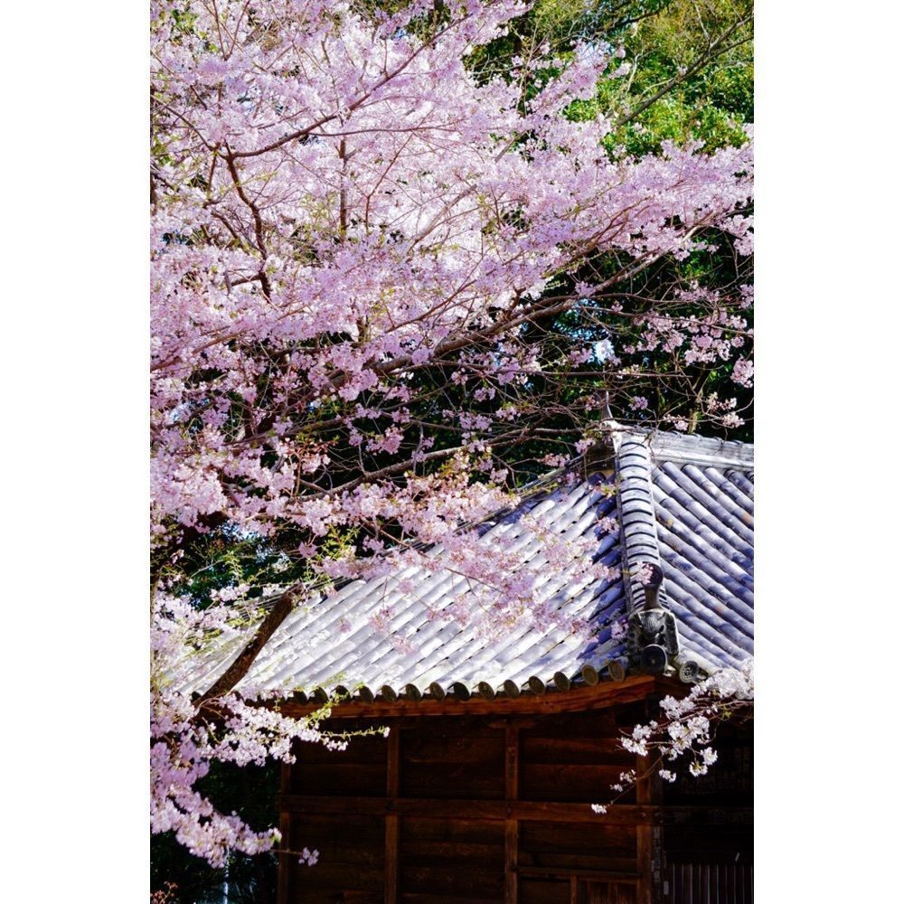 urban_garden_243aさんが投稿した道成寺に関する口コミの画像