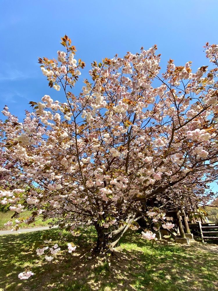 Rhapsodyさんが投稿した粟嶋公園に関する口コミの画像
