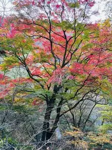 河鹿橋