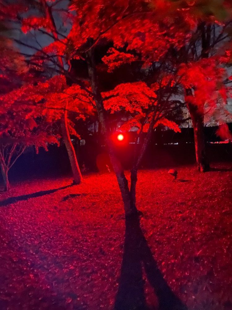 けんけんさんが投稿した旭日丘湖畔緑地公園に関する口コミの画像