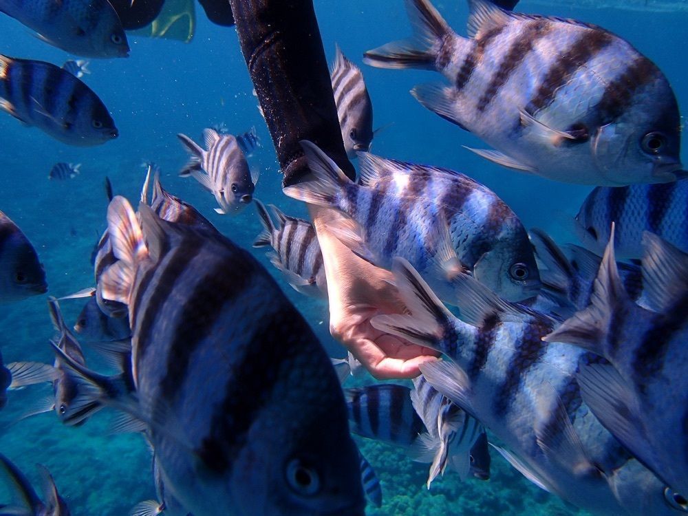 P-sanさんが投稿したDiveきよらに関する口コミの画像