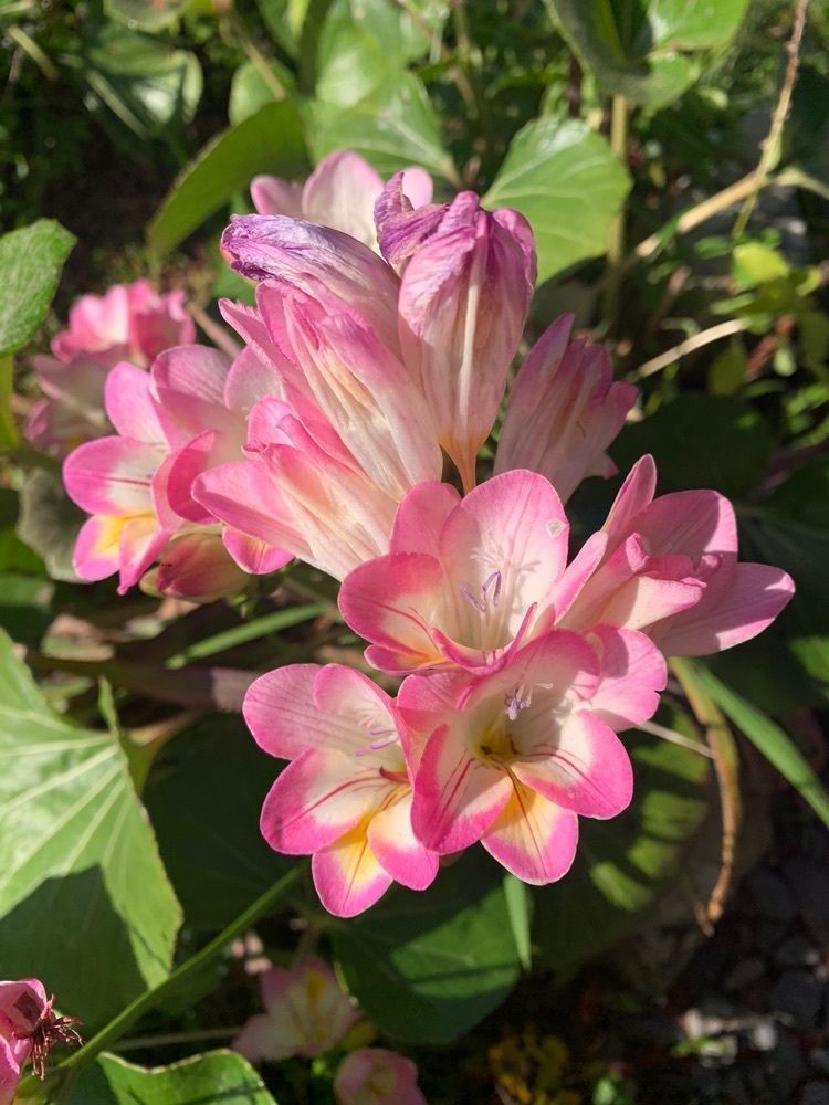 blossom&C7さんが投稿した井手寺跡に関する口コミの画像