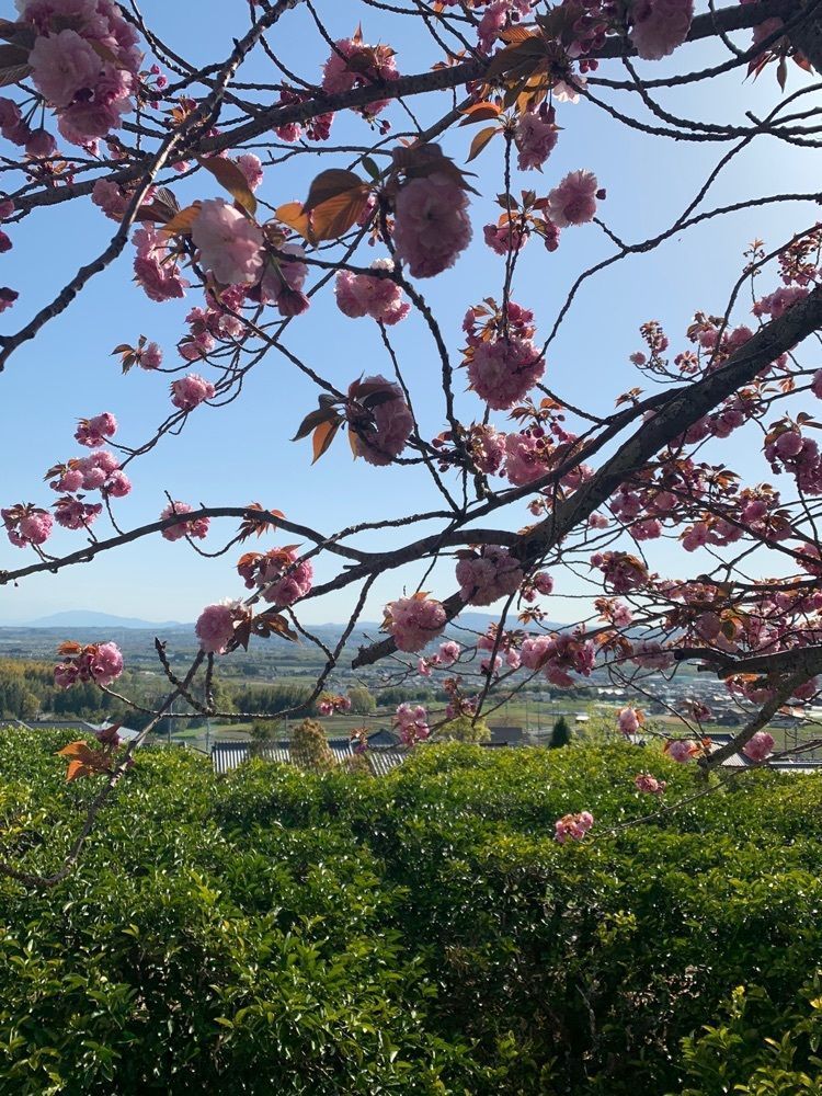 blossom&C7さんが投稿した井手寺跡に関する口コミの画像
