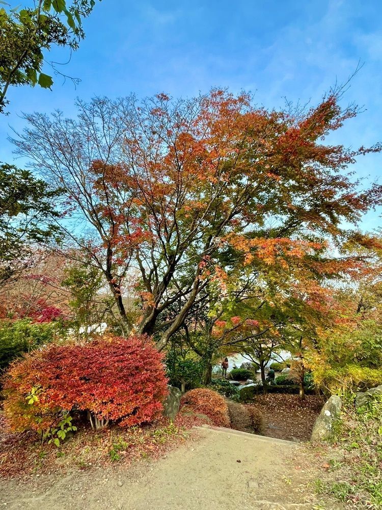 maaasanさんが投稿した桜山公園の冬桜に関する口コミの画像