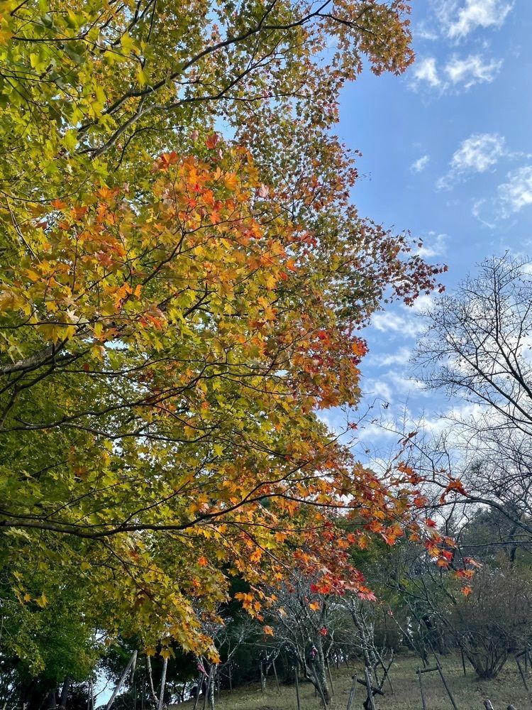 maaasanさんが投稿した桜山公園の冬桜に関する口コミの画像