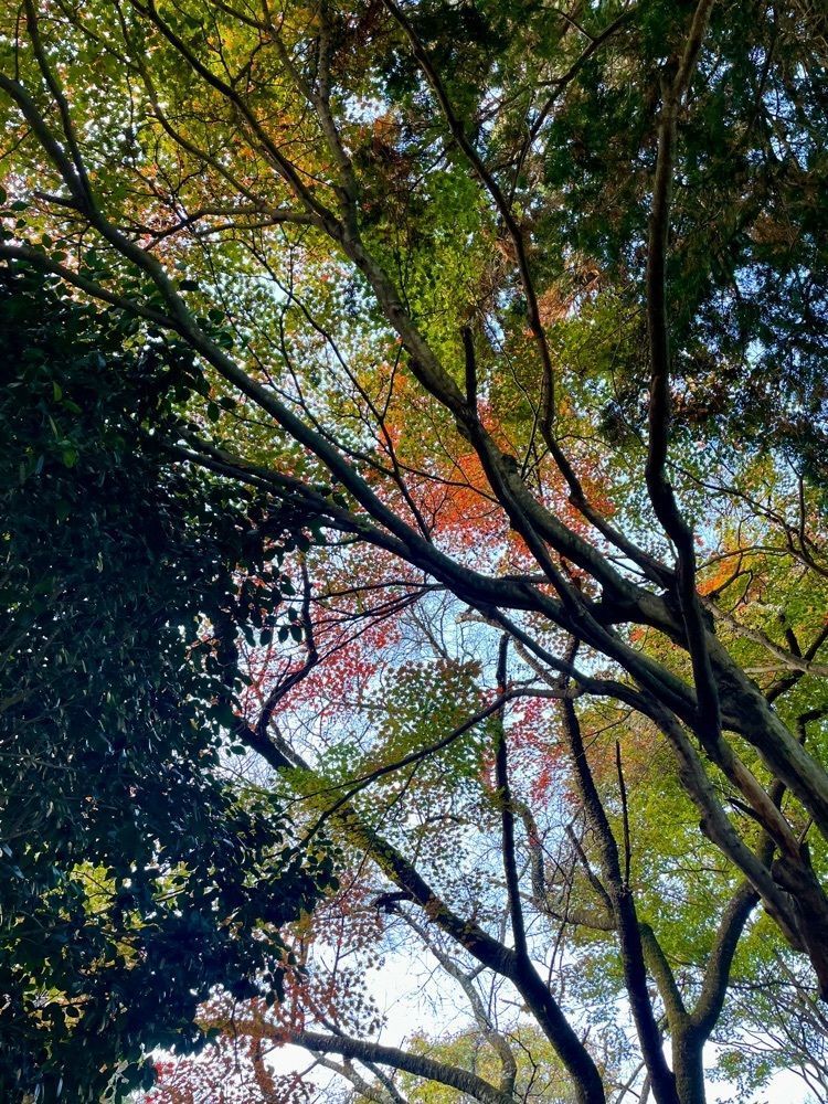 maaasanさんが投稿した桜山公園の冬桜に関する口コミの画像