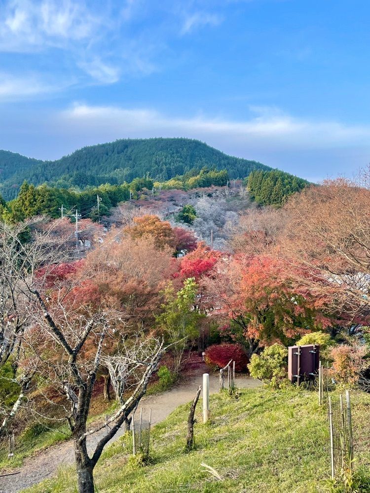 maaasanさんが投稿した桜山公園の冬桜に関する口コミの画像