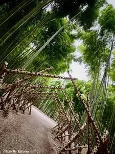 若竹の杜　若山農場