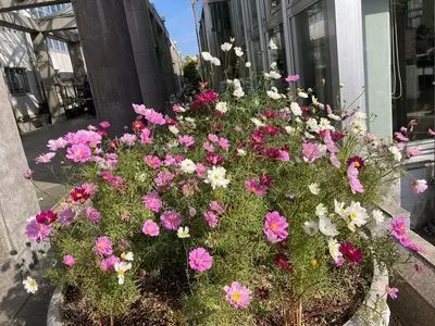 豊橋市自然史博物館