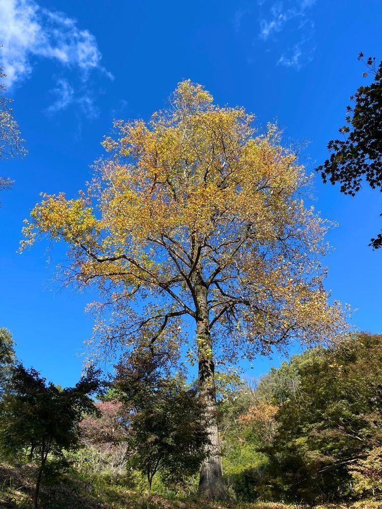 maaasanさんが投稿した織姫公園に関する口コミの画像